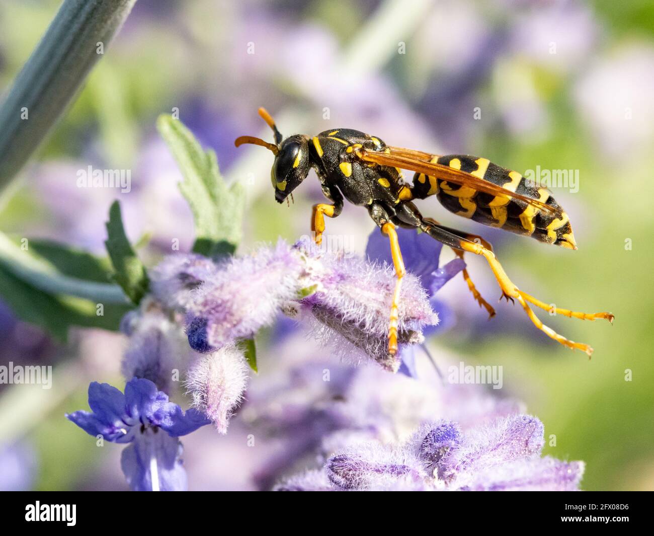 Une guêpe de chasse - Philanthus, chasseurs d'abeilles, assise sur la fleur et observer sa victime - abeille. Guêpes apicoles - Philanthus, gros plan. Banque D'Images