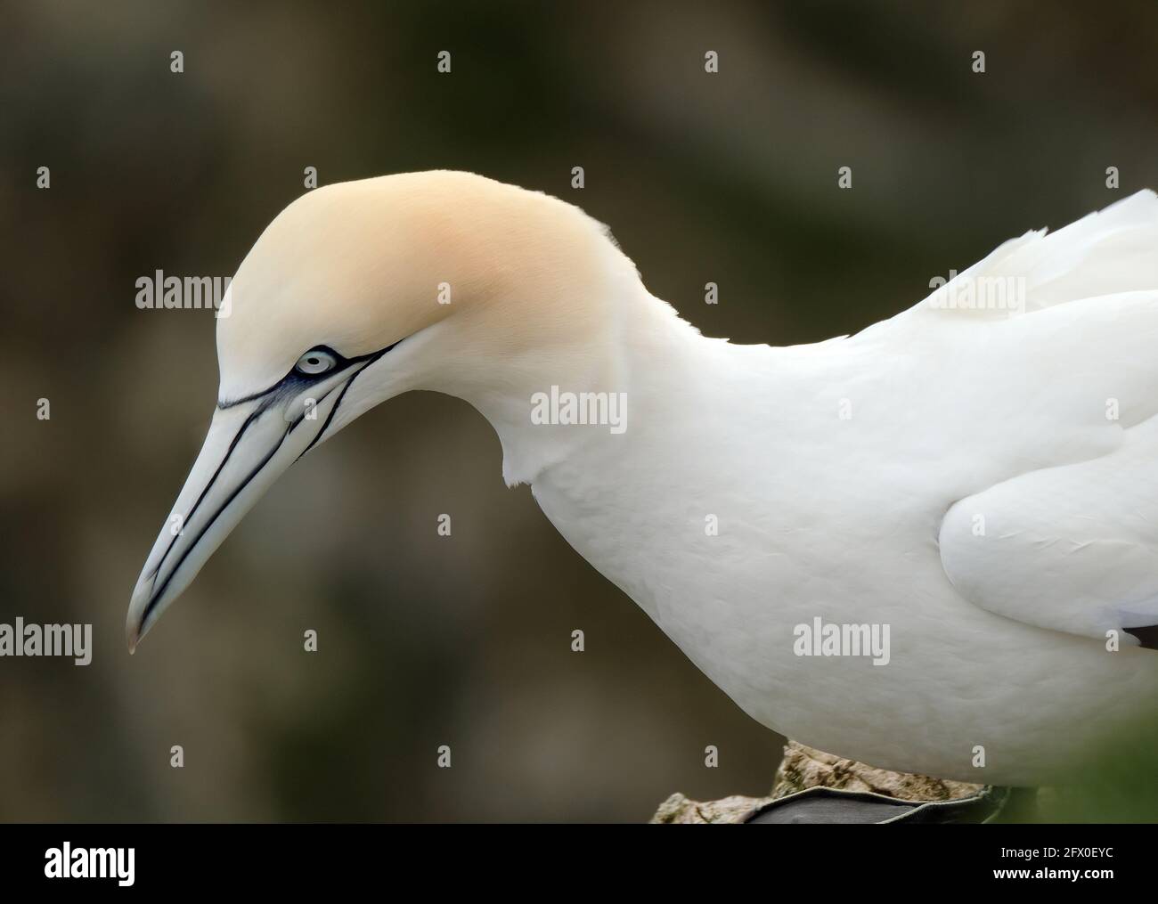 Les gantets sont des oiseaux marins du genre Morus, de la famille des Sulidae, étroitement liés aux butin. 'Gannet' est dérivé de l'ancien ganot anglais. Banque D'Images