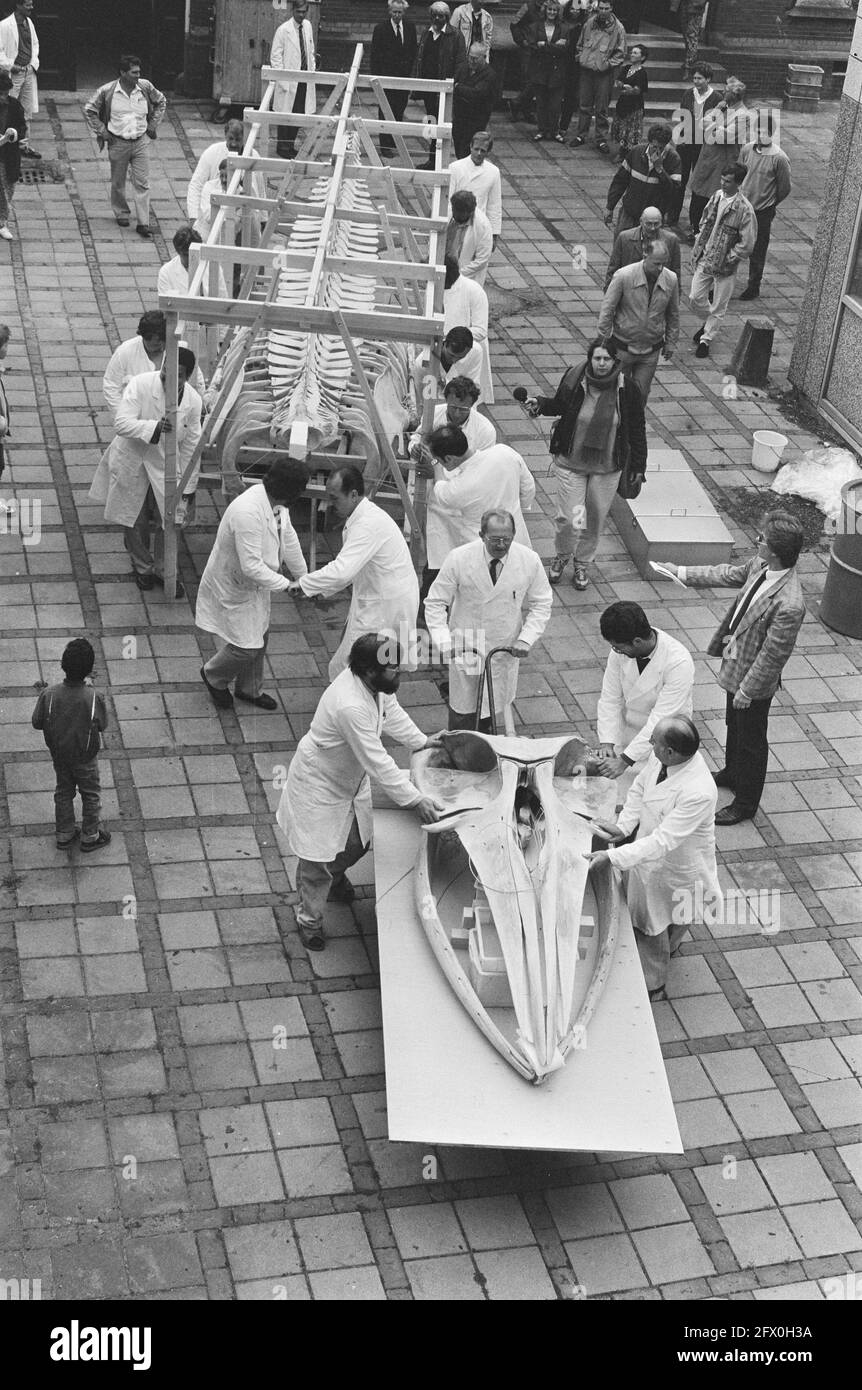 Squelette du rorqual à Leiden transféré du Musée national d'histoire à Hortus; personnel en route avec le squelette, 3 juin 1987, squelettes, poissons, Pays-Bas, Agence de presse du XXe siècle photo, nouvelles à retenir, documentaire, photographie historique 1945-1990, histoires visuelles, L'histoire humaine du XXe siècle, immortaliser des moments dans le temps Banque D'Images