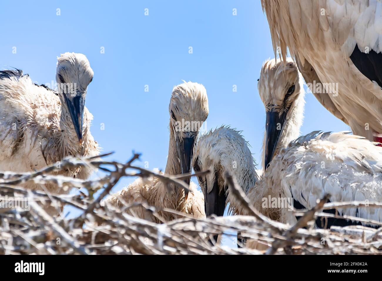 Détail des poussins de la ciconie blanche, Ciconia ciconia, dans le nid Banque D'Images