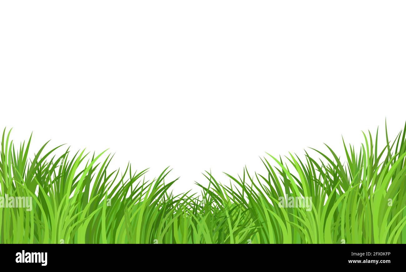 Motif vectoriel de bordure de prairie d'herbe verte sur fond blanc. Pelouse de champ de plantes de printemps ou d'été. Banque D'Images