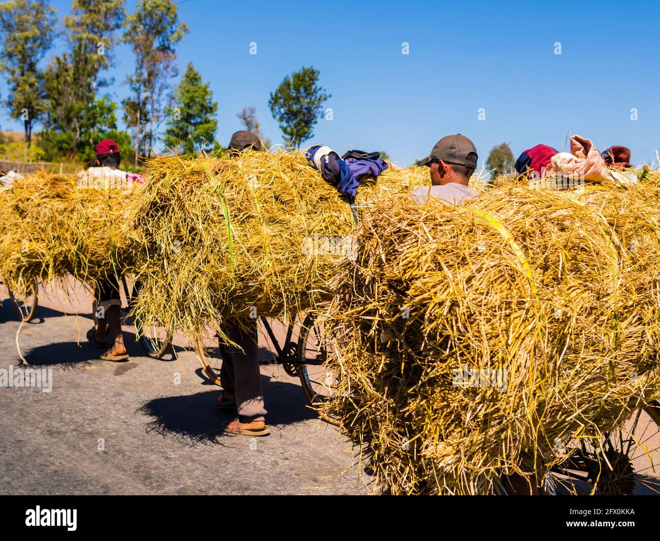 Les agriculteurs malgaches qui portent une énorme charge de vélo foin Banque D'Images