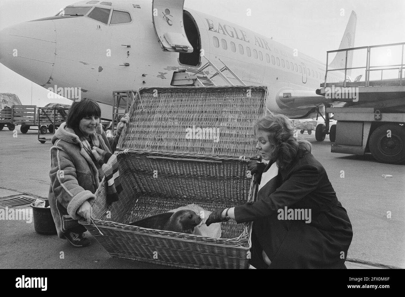 Sceau du sanctuaire de phoques de Pieterburen de retour en Islande; Lenie van het Hart et une hôtesse Eagle Air, 26 février 1985, hôtesses, phoques, Pays-Bas, Agence de presse du XXe siècle photo, nouvelles à retenir, documentaire, photographie historique 1945-1990, histoires visuelles, L'histoire humaine du XXe siècle, immortaliser des moments dans le temps Banque D'Images