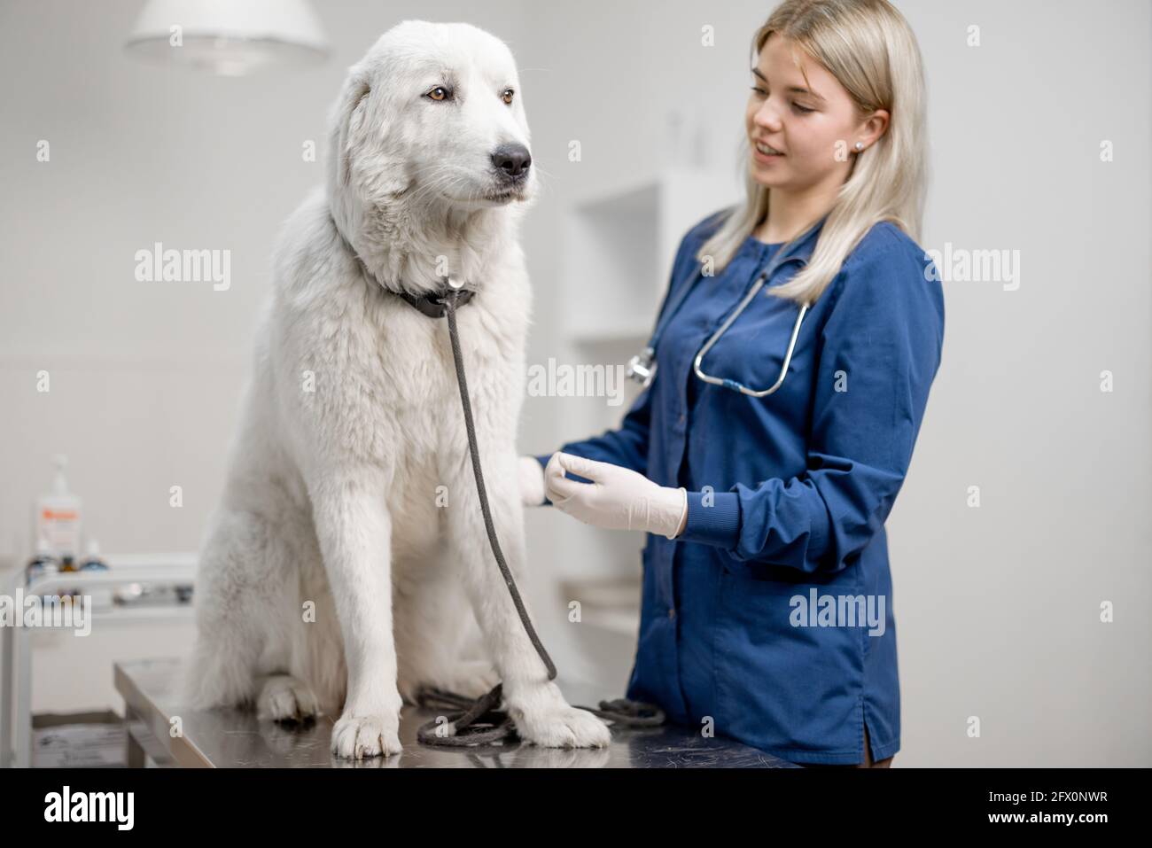 Bonne femme vétérinaire examen le patient grand chien blanc debout à la table d'examen. Animal de compagnie n'ayez pas peur du médecin. Visite à la clinique vétérinaire. Soins et vérification des animaux. Banque D'Images