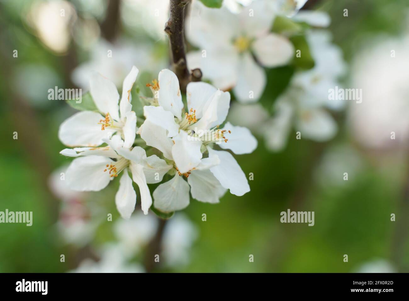 Pommier fleurs blanches et feuilles au printemps Banque D'Images