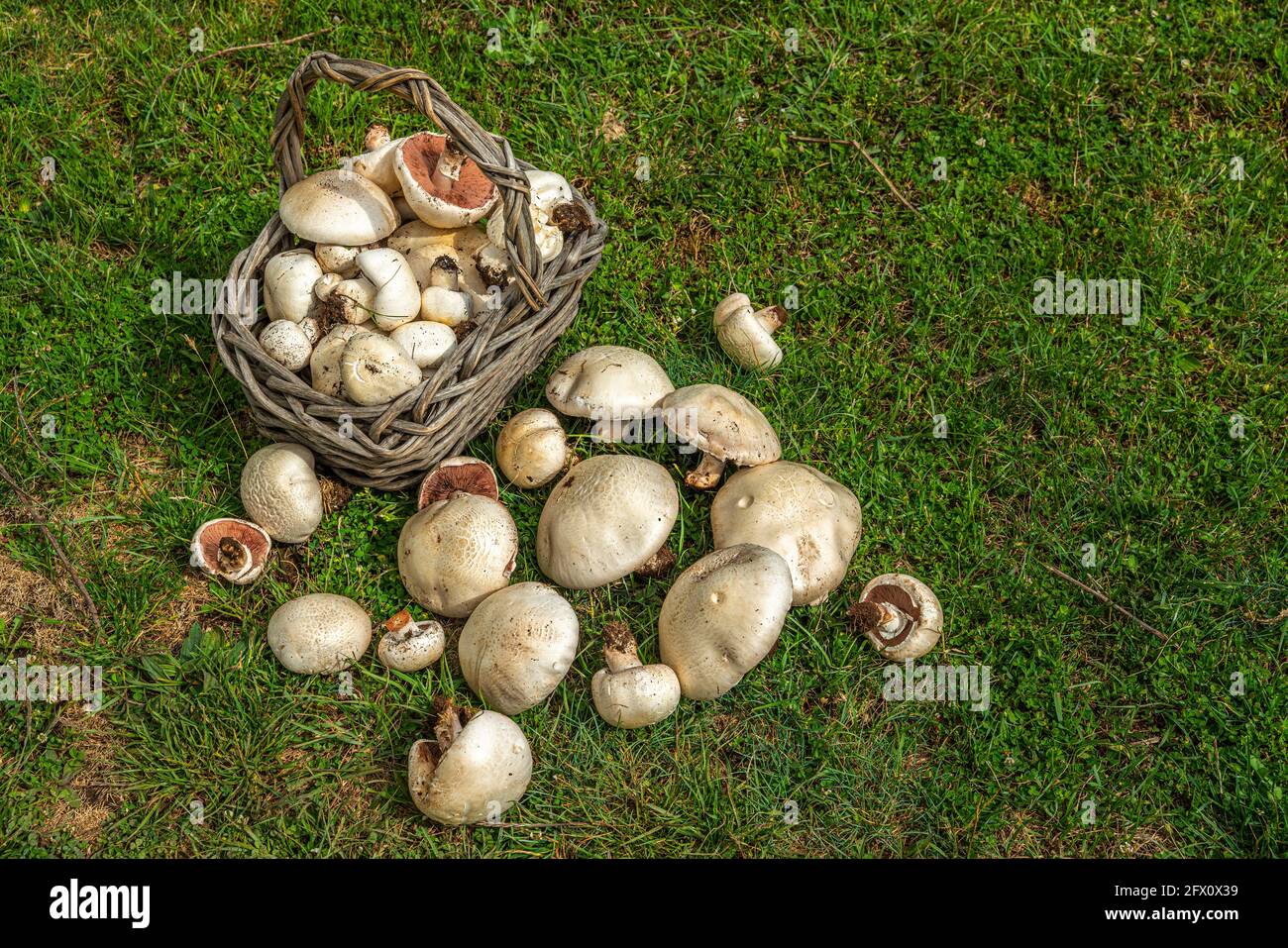 Le panier n'a pas pu contenir la récolte abondante de champignons qui se répandent sur la pelouse verte. Abruzzes, Italie, Europe Banque D'Images