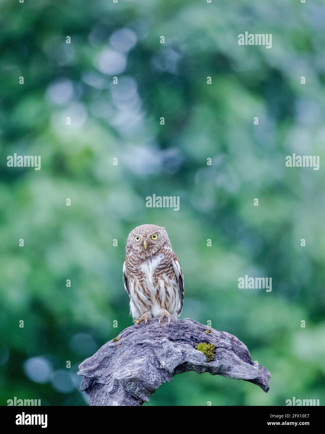 25 mai 2021, Nanchuan, Nanchuan, Chine : la chouette à tête de bar a été photographiée dans la réserve naturelle nationale de Jinfo Mountain, dans le district de Nanchuan, à Chongqing, le 23 mai 2021. La chouette à tête tachetée, communément connue sous le nom de chouette, est un animal national protégé de seconde classe et est une petite chouette. Avec une longueur de corps de 20-26 cm, il est le plus grand individu de la chouette, avec un visage discret et aucun amas de plumes d'oreille. Crédit : ZUMA Press, Inc./Alay Live News Banque D'Images