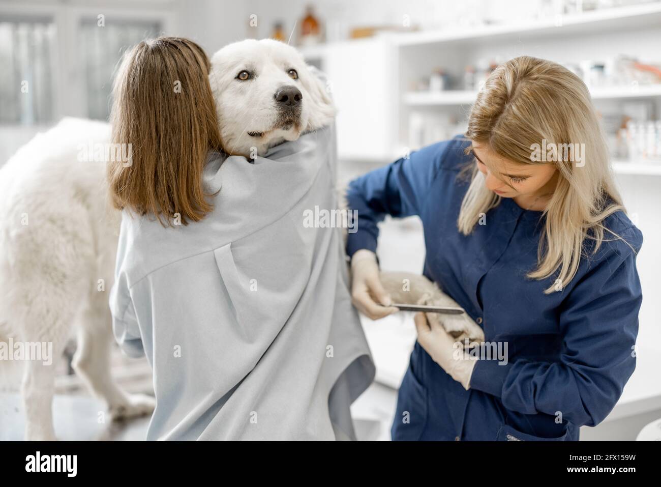 Femme vétérinaire couper les griffes d'un grand chien de berger blanc dans une clinique vétérinaire pendant que le patient se tient à la table d'examen. Banque D'Images