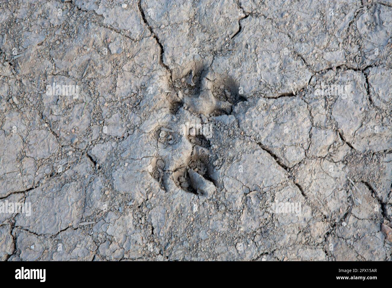 sol sec fissuré avec empreinte d'animaux sauvages Banque D'Images
