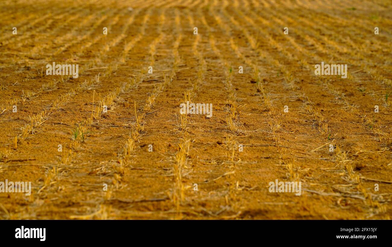 Rangées de blé après récolte. Les tiges de blé tranchantes dépassent du sol. Fin de la campagne de récolte. Beau champ agricole. Banque D'Images