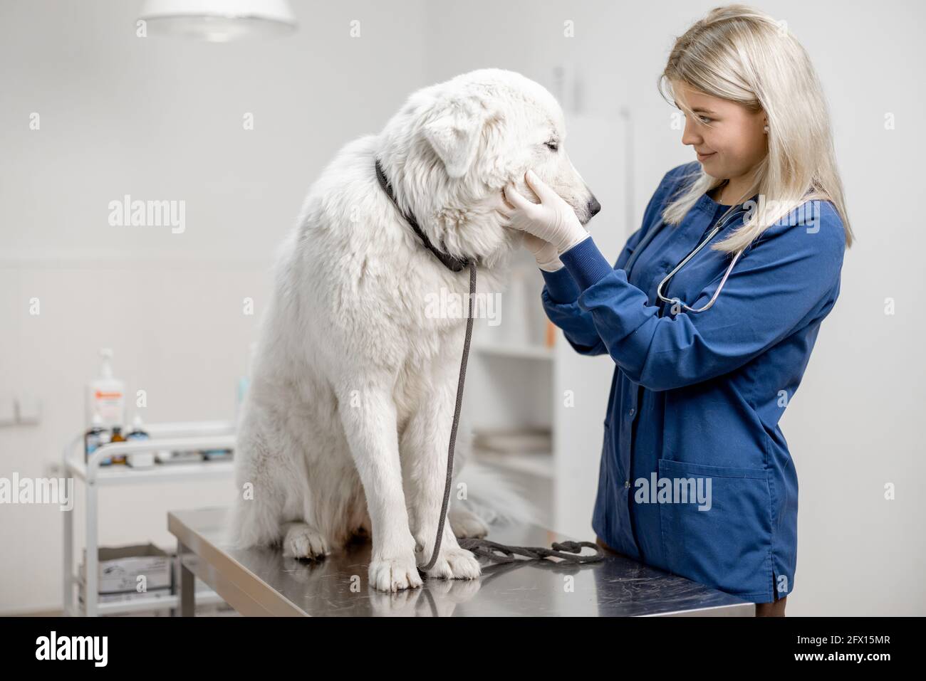 Une femme heureuse vétérinaire regarde le patient grand chien blanc debout à la table d'examen. Animal de compagnie n'ayez pas peur du médecin. Visite à la clinique vétérinaire. Soins et vérification des animaux. Banque D'Images