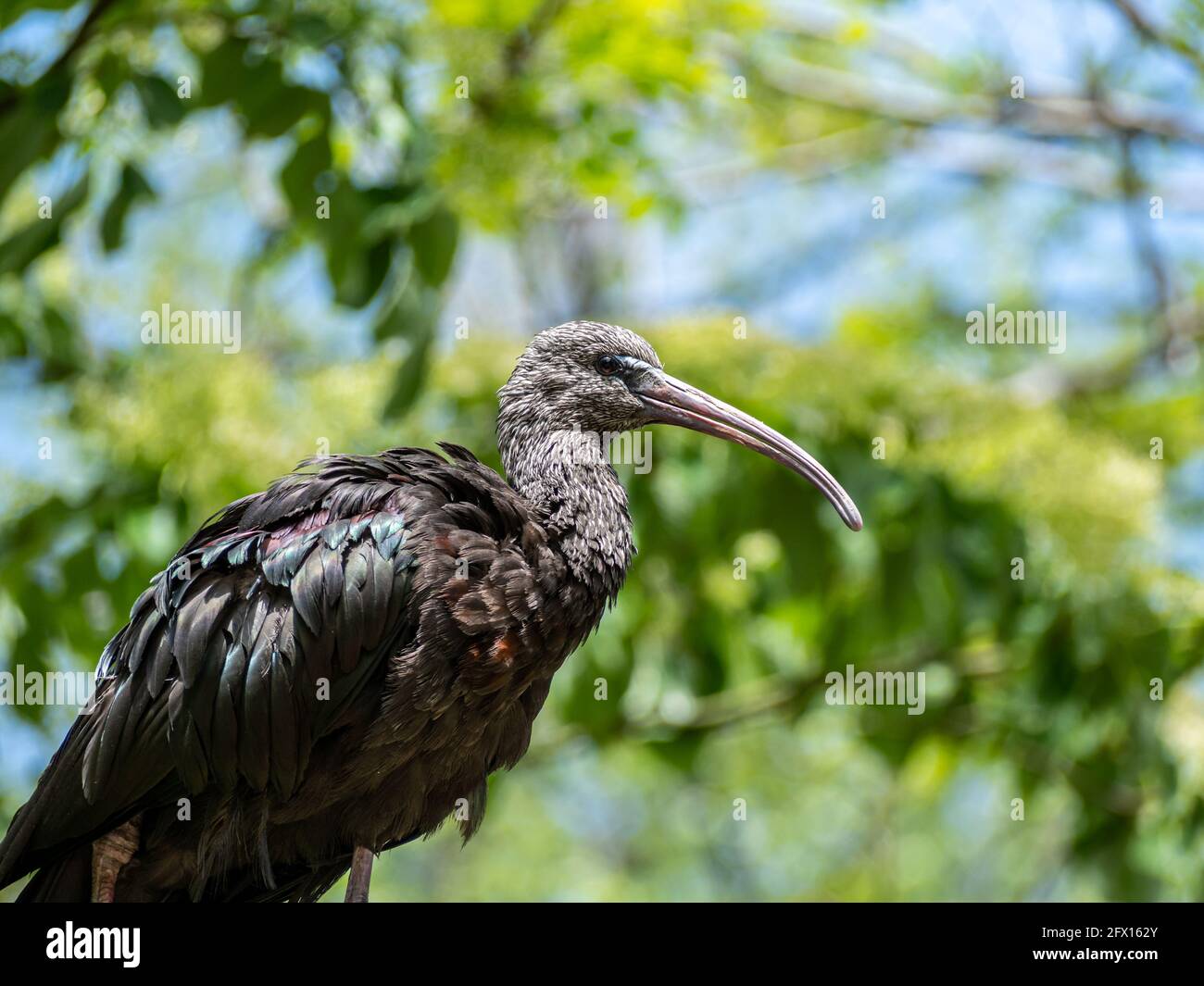 Oiseau ibis chauve dans la nature Banque D'Images