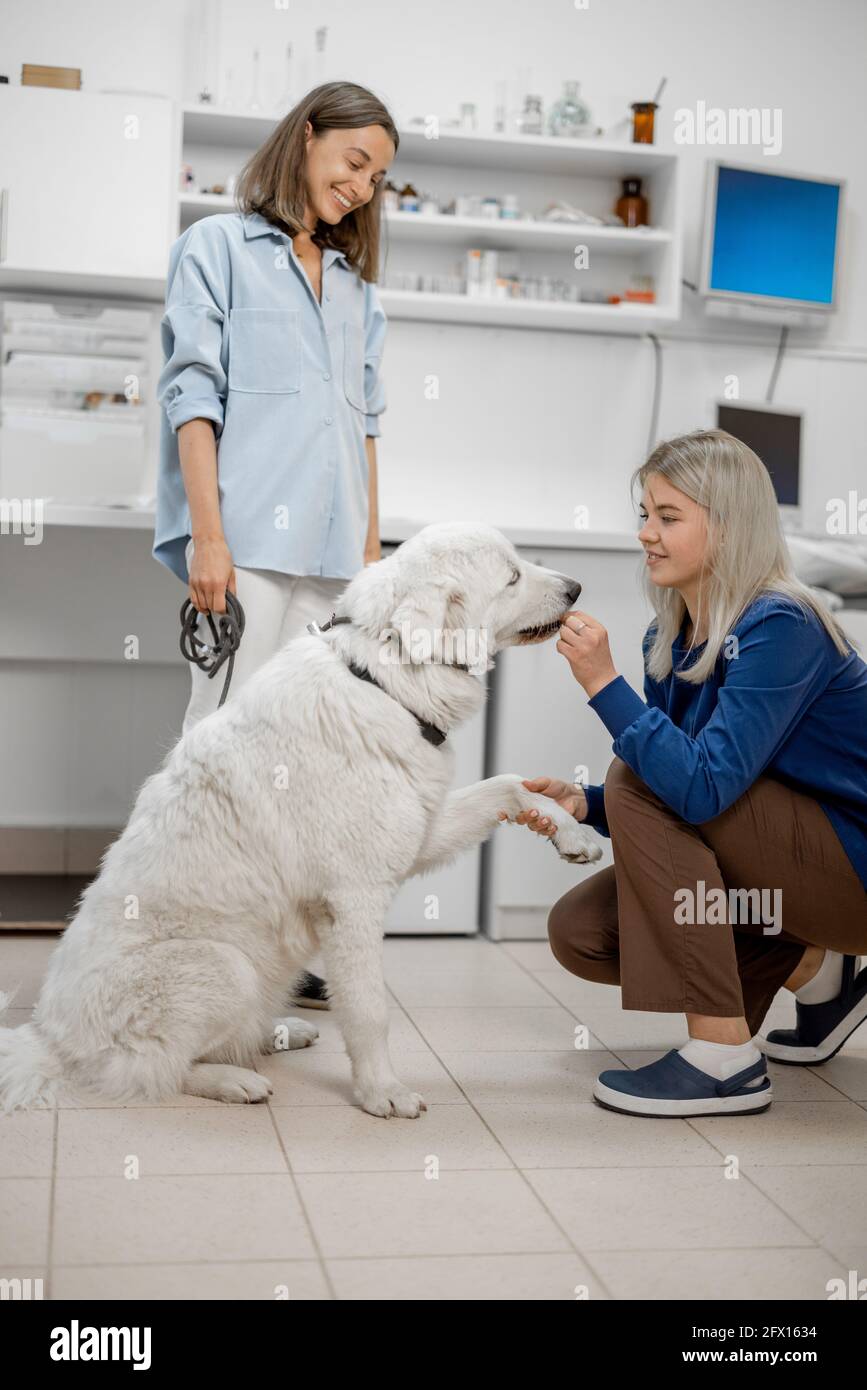 Femme vétérinaire médecin s'accroupir vers le grand chien blanc et donne un traitement. Chien donne un patte. La jeune femme propriétaire qui se cache derrière le chien. Banque D'Images
