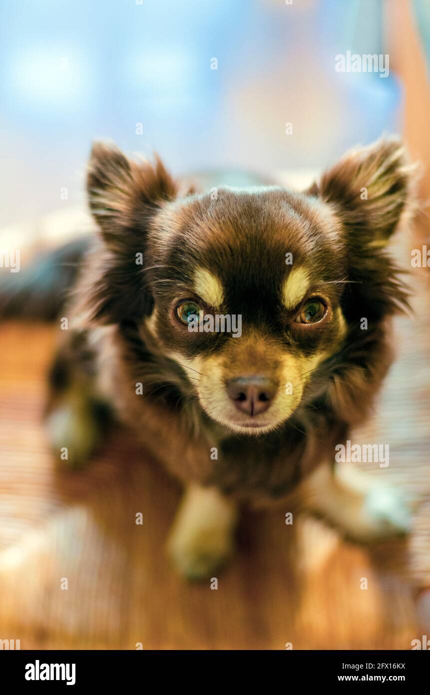 chihuahua, papilon de chocolat lamé, assis sur une chaise en bois - concentrez-vous sur les yeux Banque D'Images