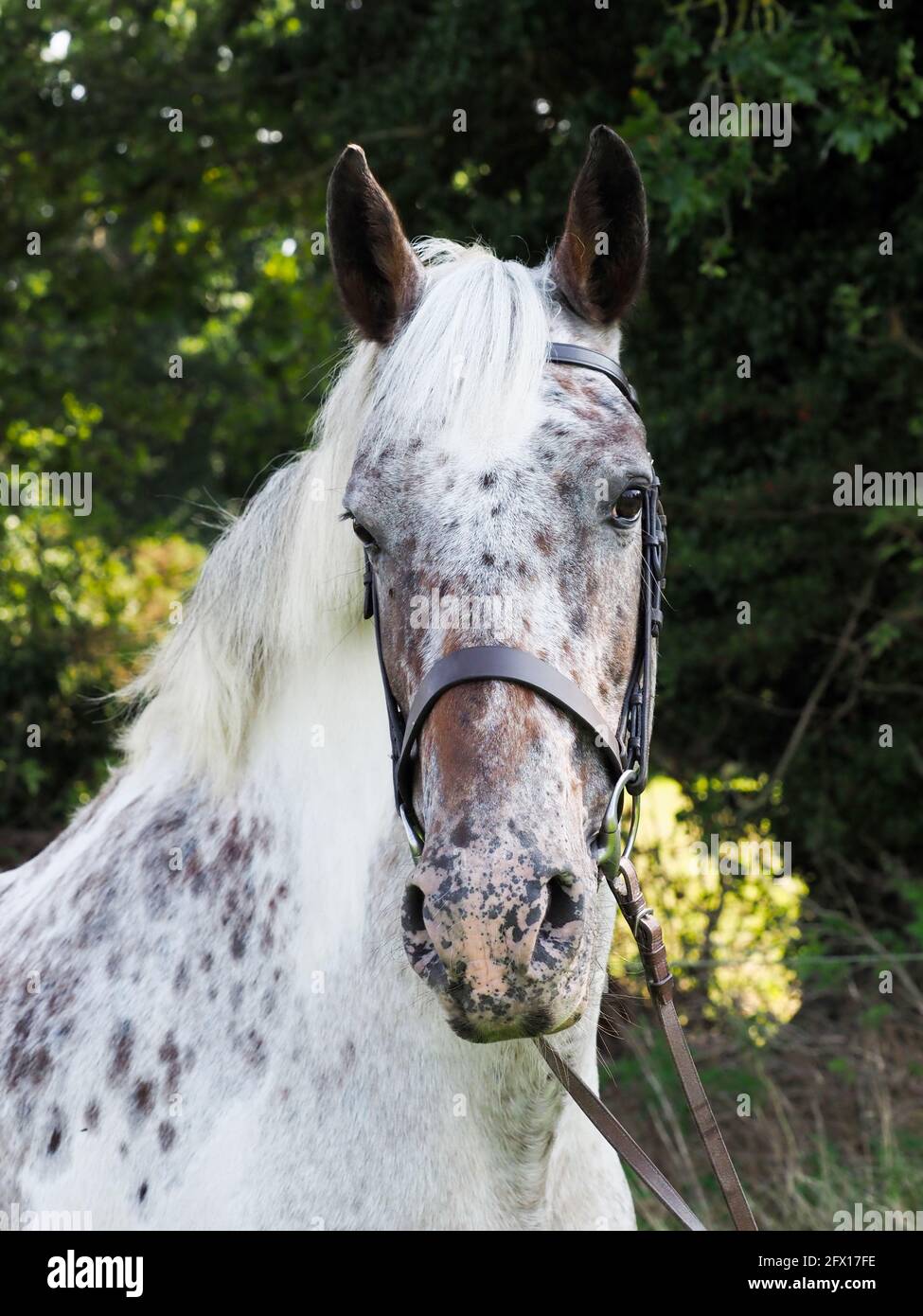 Une photo de tête d'un cheval à pois dans une bride de chicane. Banque D'Images