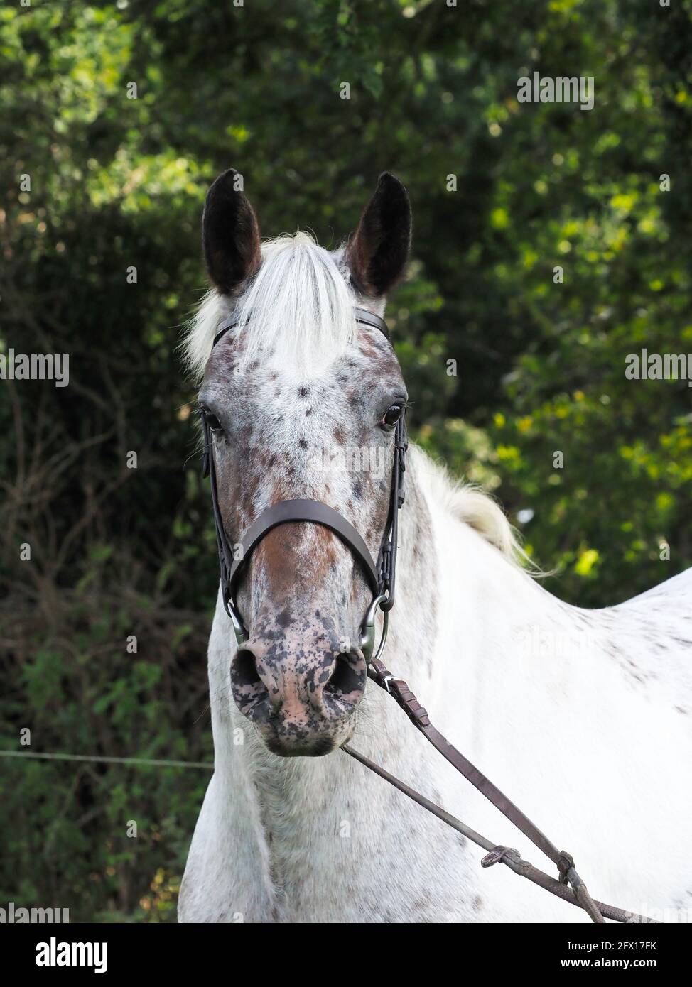 Une photo de tête d'un cheval à pois dans une bride de chicane. Banque D'Images