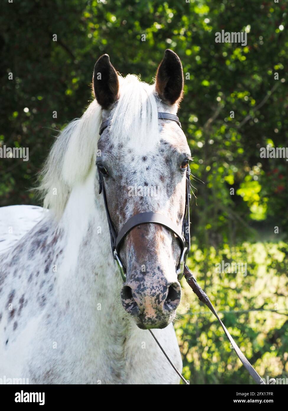 Une photo de tête d'un cheval à pois dans une bride de chicane. Banque D'Images