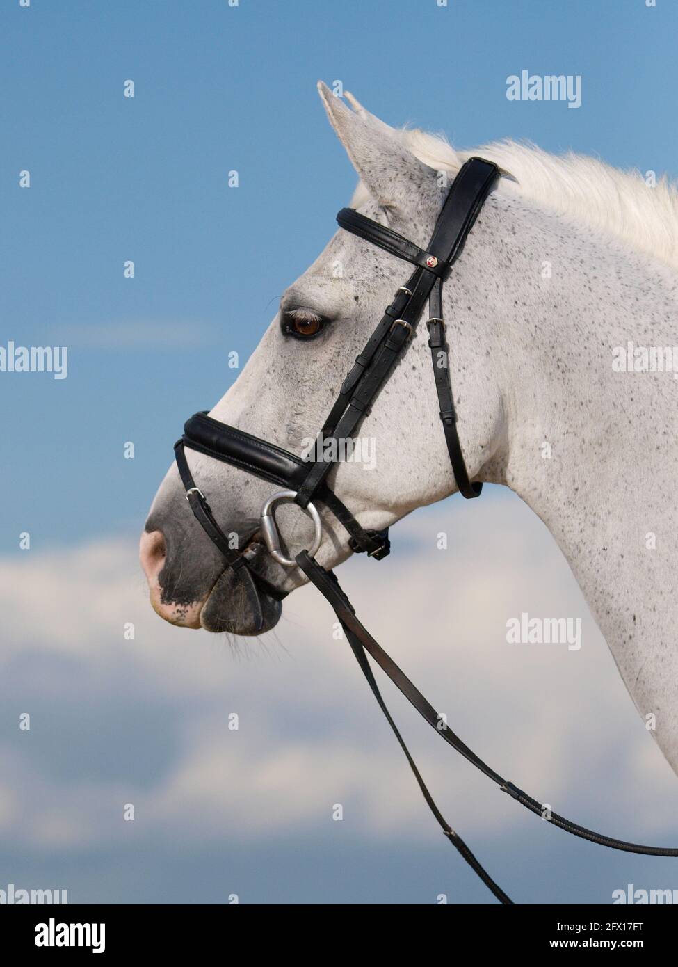 Une photo d'un beau cheval gris. Banque D'Images