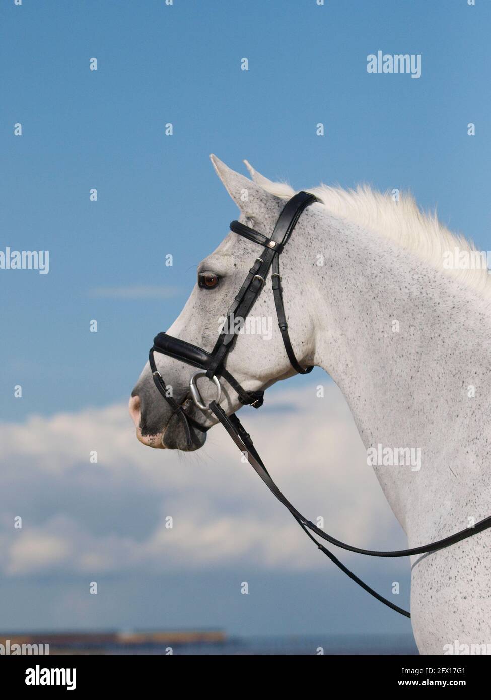 Une photo d'un beau cheval gris. Banque D'Images