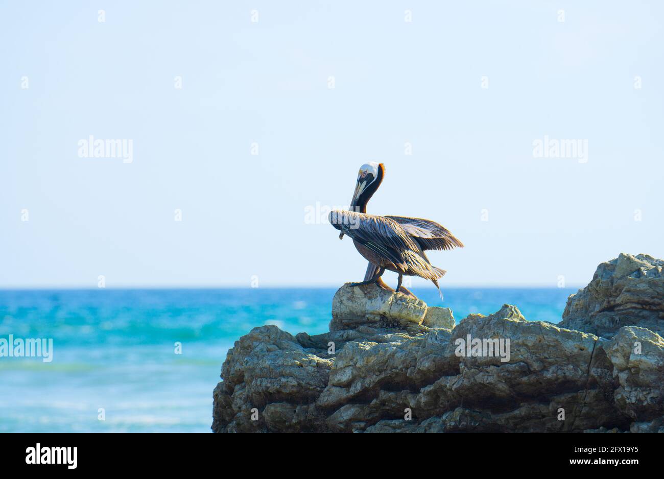 Pélican brun (pelecanus occidentalis) reposant sur une roche sur fond océanique. Faune de la province de Puntarenas, Costa Rica Banque D'Images