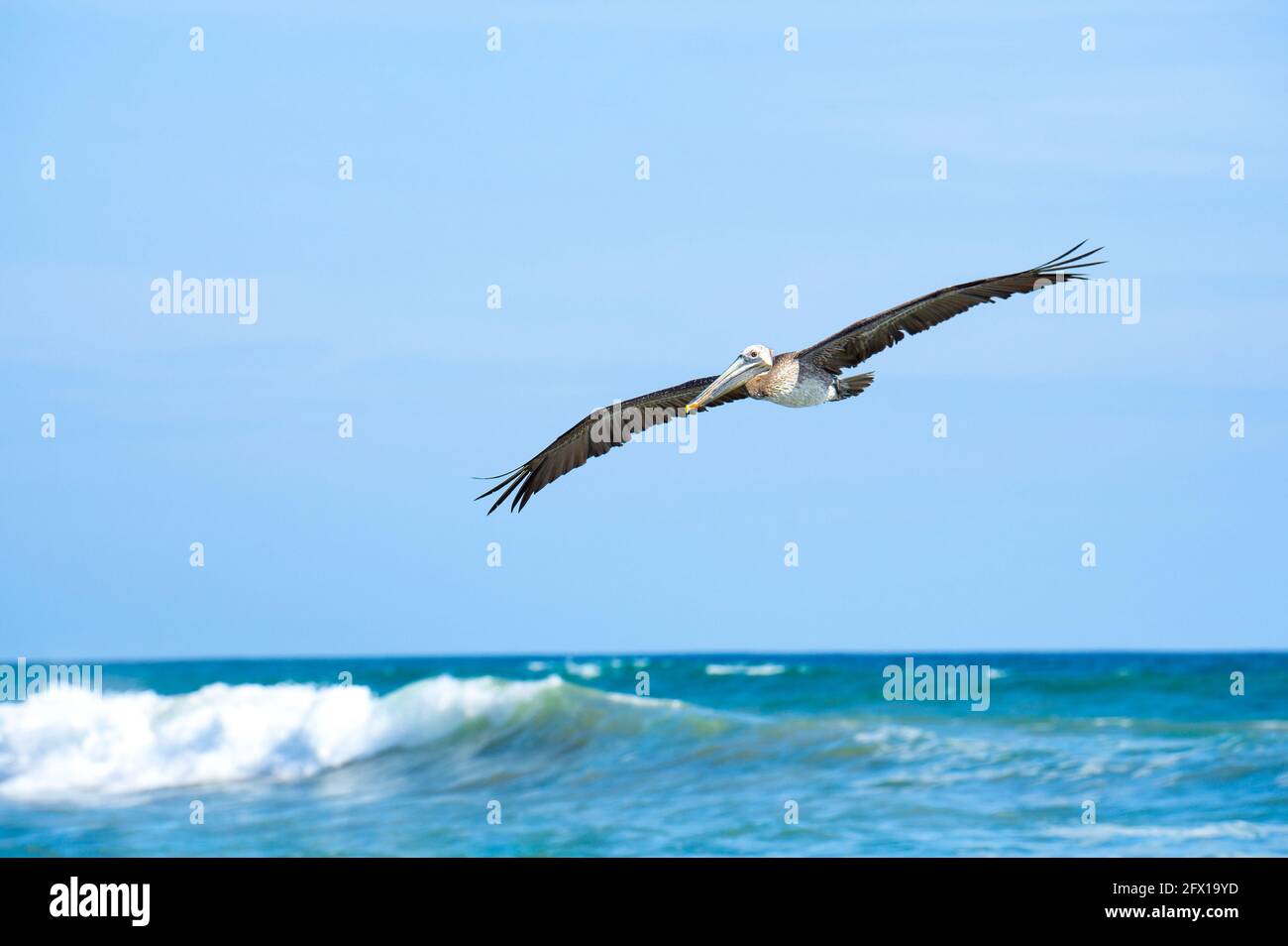 Pélican brun (pelecanus occidentalis) volant au-dessus de l'océan dans la province de Puntarenas, au Costa Rica Banque D'Images