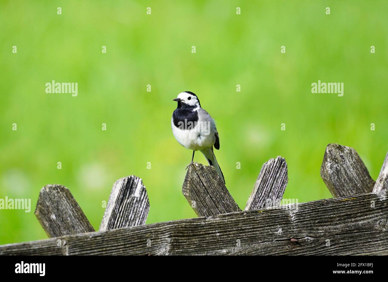 Gros plan d'une queue de cheval, motacilla alba. Oiseau assis sur une clôture en bois avec prairie verte en arrière-plan. Songbird avec plumage noir, gris et blanc Banque D'Images