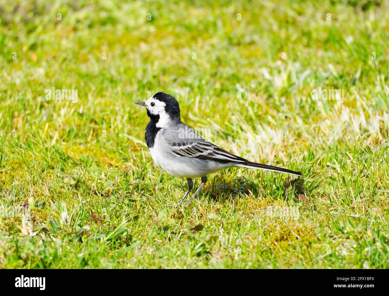 Gros plan d'une queue de cheval, motacilla alba. Oiseau se trouve sur un pré vert. Songbird avec plumage noir, gris et blanc. Banque D'Images