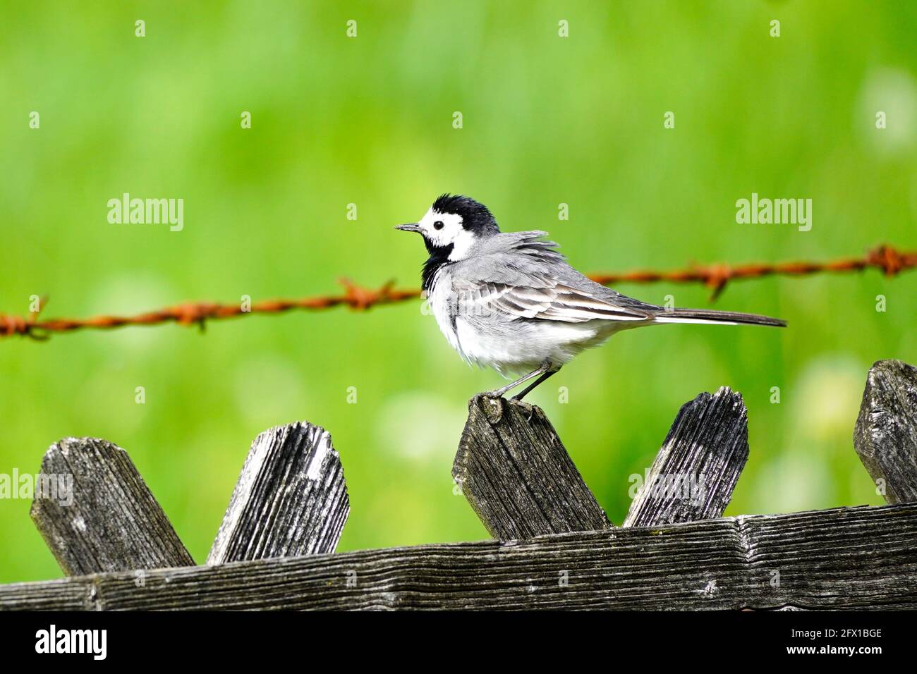 Gros plan d'une queue de cheval, motacilla alba. Oiseau assis sur une clôture en bois avec prairie verte en arrière-plan. Songbird avec plumage noir, gris et blanc Banque D'Images