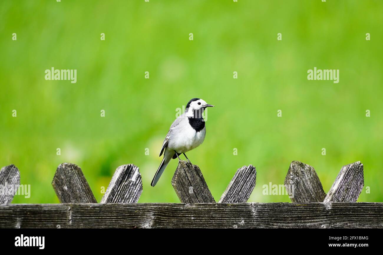 Gros plan d'une queue de cheval, motacilla alba. Oiseau assis sur une clôture en bois avec prairie verte en arrière-plan. Songbird avec plumage noir, gris et blanc Banque D'Images