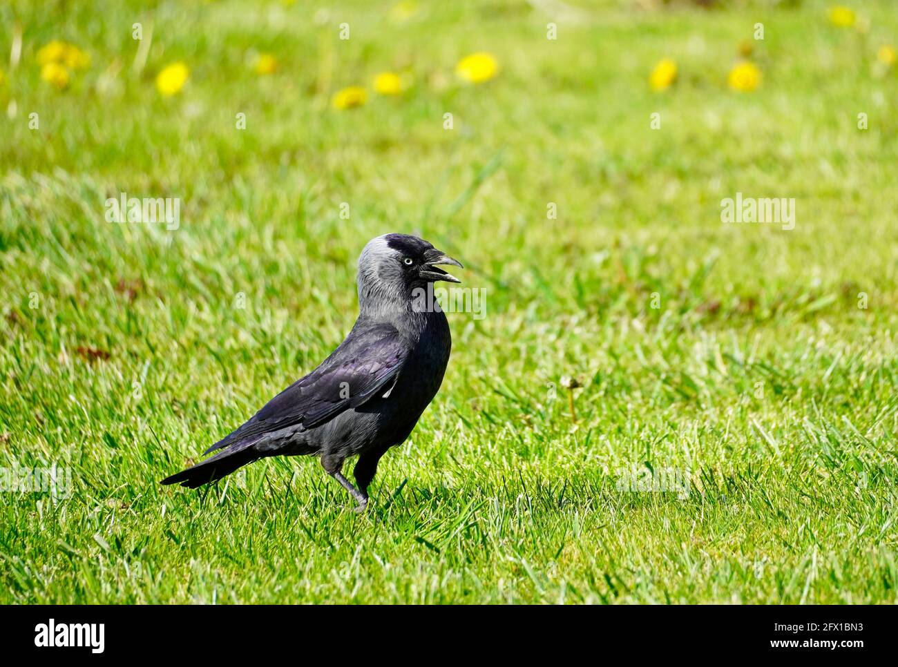 Gros plan d'une jaquette, Corvus monedula. Oiseau avec plumage noir dans un pré vert. Banque D'Images