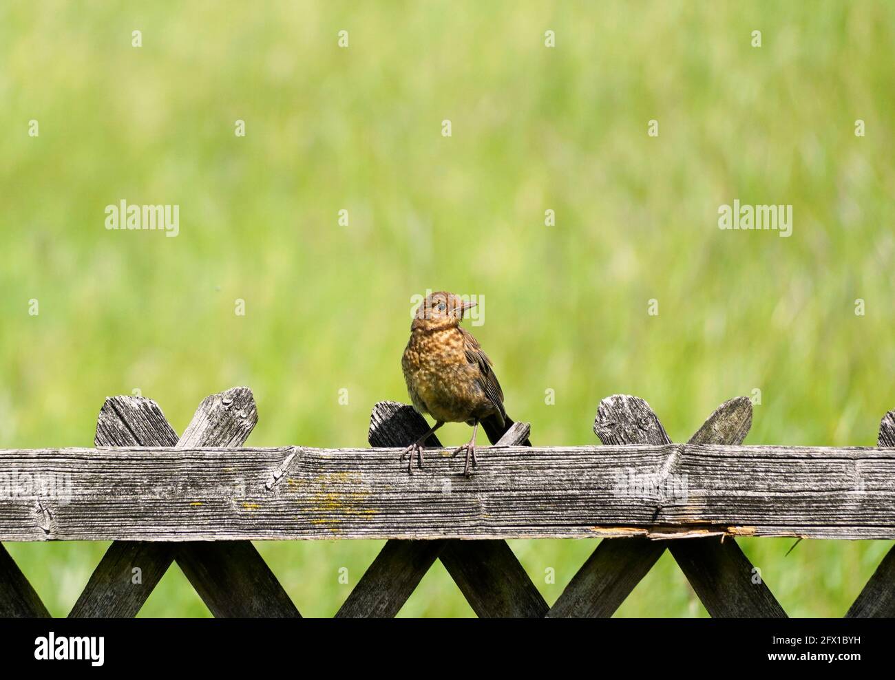 Le jeune blackbird est assis sur une clôture en bois. Oiseau sur une clôture de chasseur avec un pré vert en arrière-plan. Songbird en Europe. Banque D'Images