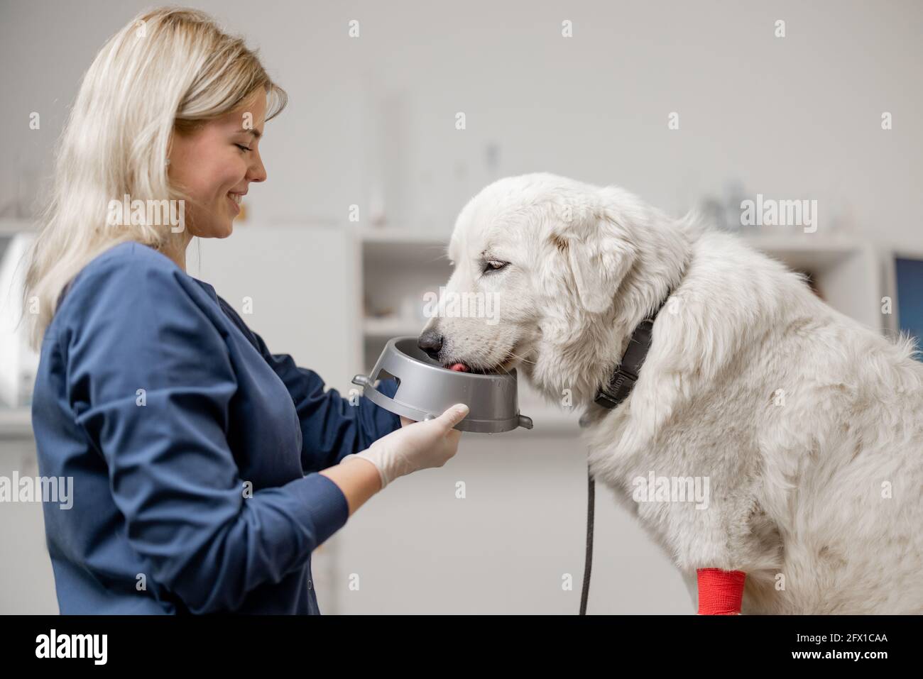 Grand chien blanc buvant une eau de la plaque du chien tout en étant assis à la table d'examen avec un médecin à la clinique vétérinaire avant les examens et la procédure. Les amoureux des animaux et le soin des animaux. Banque D'Images