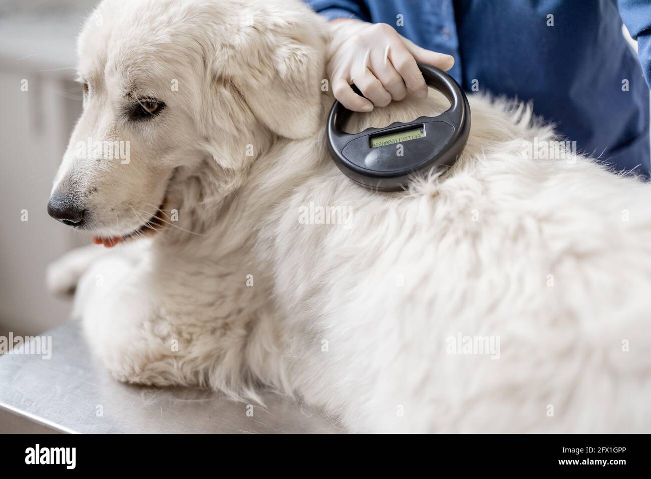 Vétérinaire vérifiant l'implant de micropuce sous la peau de chien de  berger dans la clinique vétérinaire avec dispositif de scanner.  Enregistrement et identification des animaux de compagnie. Passeport  d'identification d'animal Photo Stock -