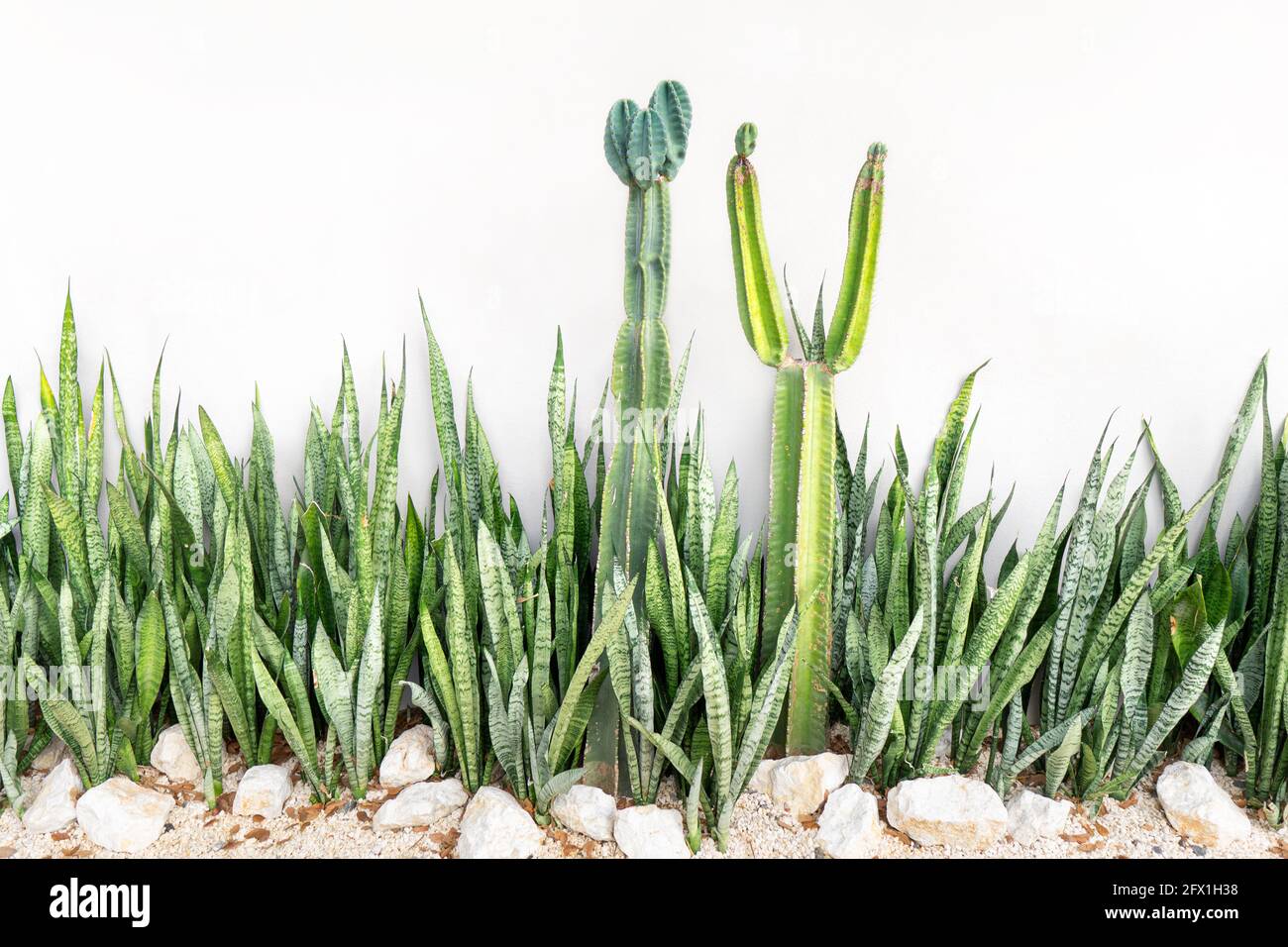 Un groupe de sansevieria trifasciata plantes et deux cactus dedans avant d'un mur de maison Banque D'Images