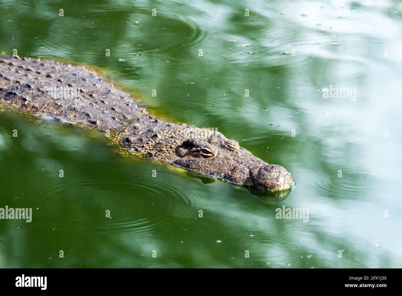 Gros crocodile africain attendant qu'il soit priez dans l'eau verte de gros plan. Photographie de la faune Banque D'Images