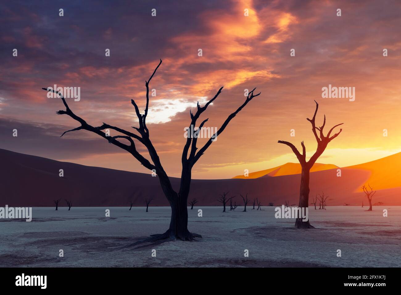 Arbres Camelthorn morts au coucher du soleil, Deadvlei, parc national Namib-Naukluft, Namibie, Afrique. Arbres séchés dans le désert du Namib. Photographie de paysage Banque D'Images