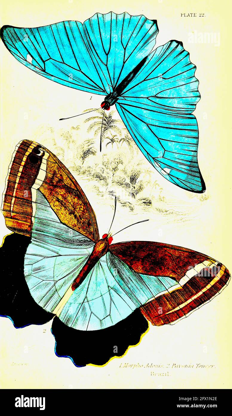 James Duncan papillon vintage art Banque D'Images