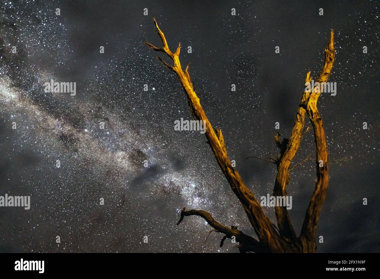 Des arbres morts à Deadvlei la nuit dans la partie sud du désert du Namib, dans le parc national Namib-Naukluft de Namibie. Photographie de paysage Banque D'Images