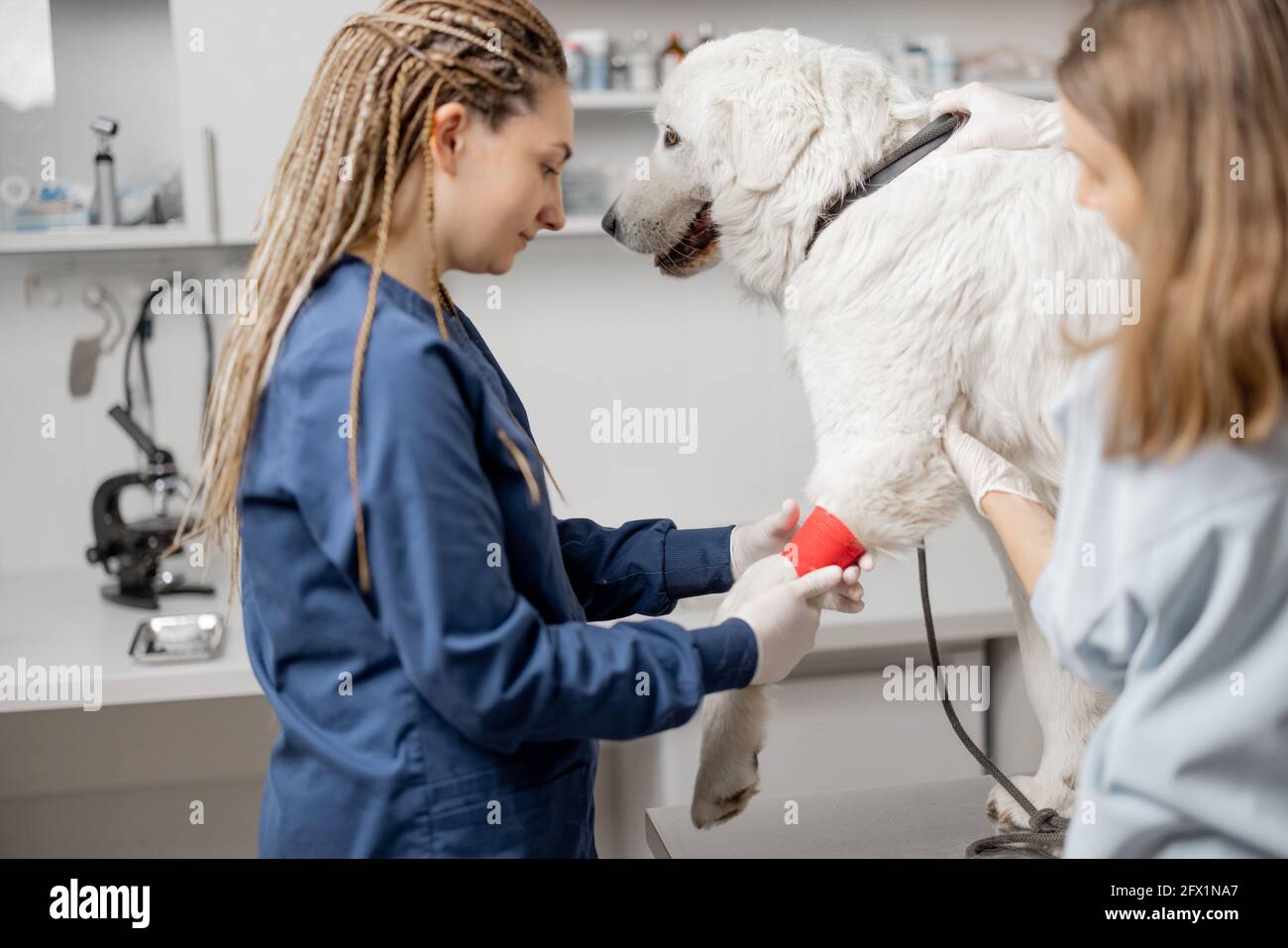 Une femme médecin a bandé la patte du chien après avoir fait un test sanguin dans la clinique vétérinaire tandis que le propriétaire aide le vétérinaire. Soins et traitement pour animaux de compagnie. Banque D'Images