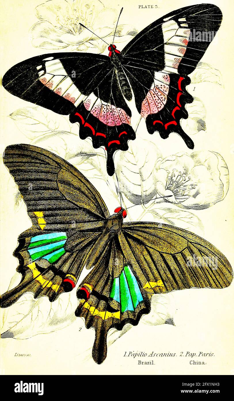 James Duncan - Papilio Ascanius. Brésil, Pap. Paris. Chine. Banque D'Images