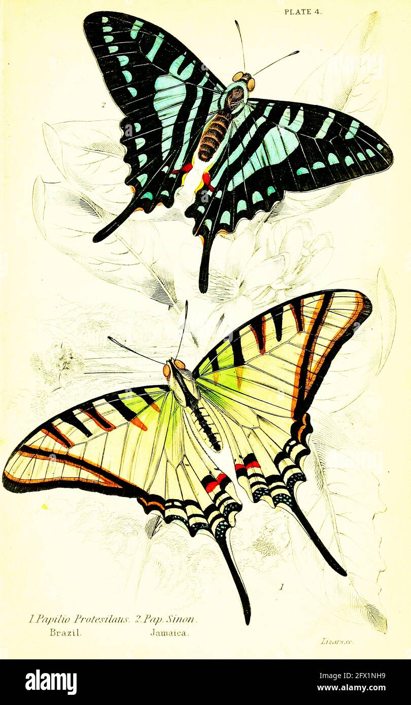 James Duncan - Papilio Protesilaus, Brésil, Pap. Sinon. Jamaïque. Banque D'Images