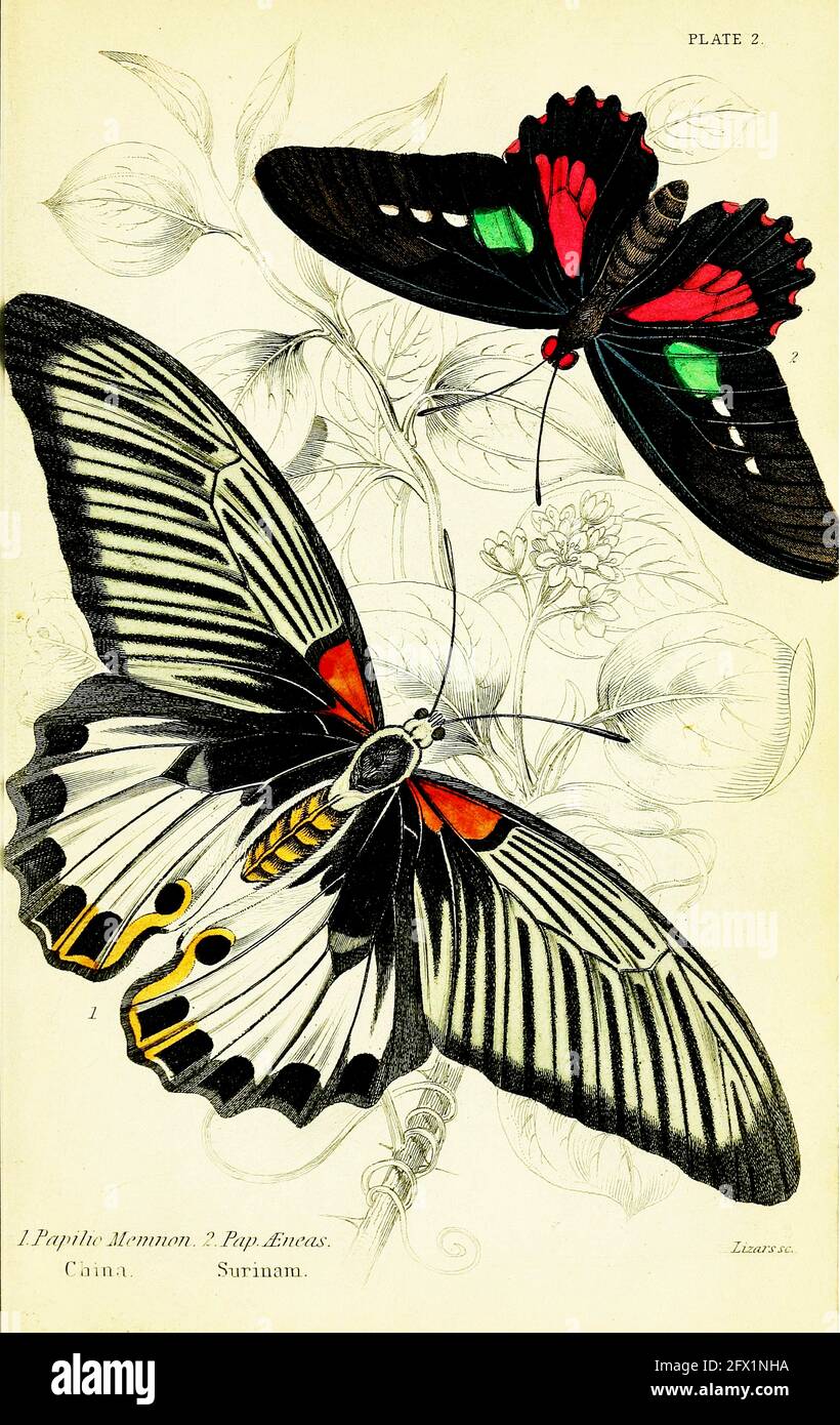 James Duncan - Papilio Memnon. Chine, Papilio Æneas. Surinam. Banque D'Images