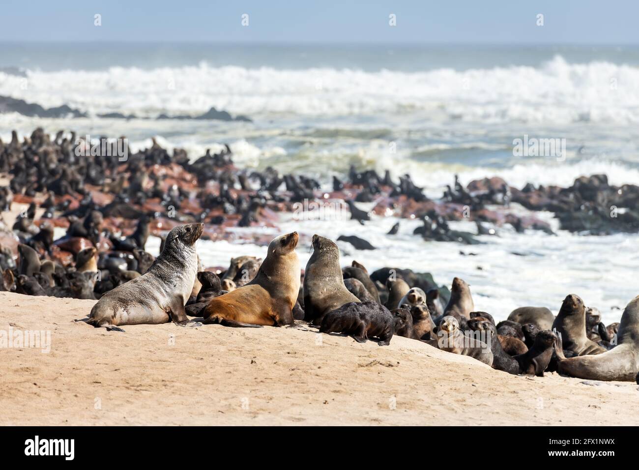 Les phoques à fourrure profitent de la chaleur du soleil à la colonie de phoques de Cape Cross en Namibie, en Afrique. Photographie de la faune Banque D'Images