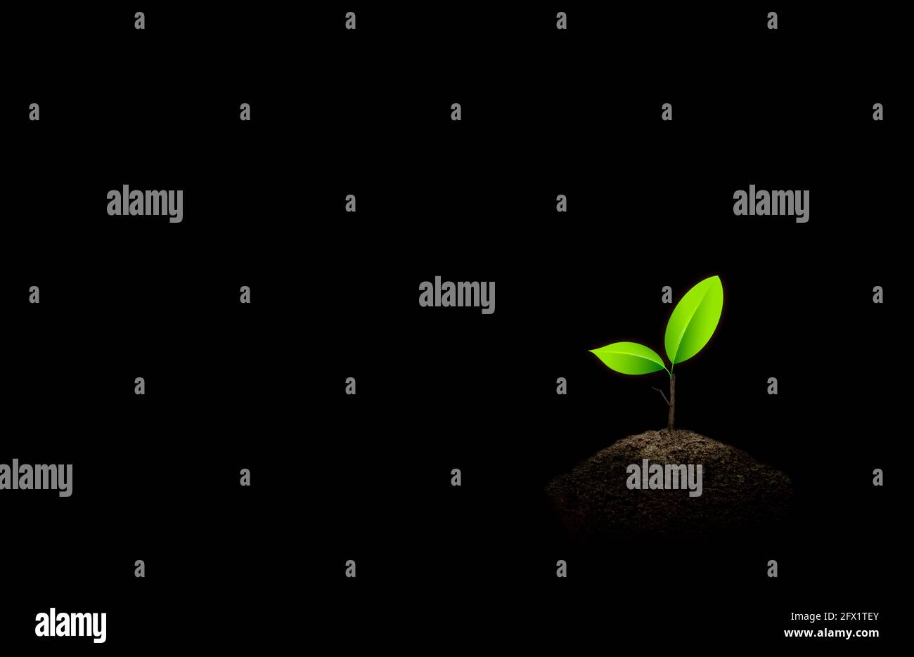 Petits semis verts poussant dans le sol sur fond noir. Banque D'Images