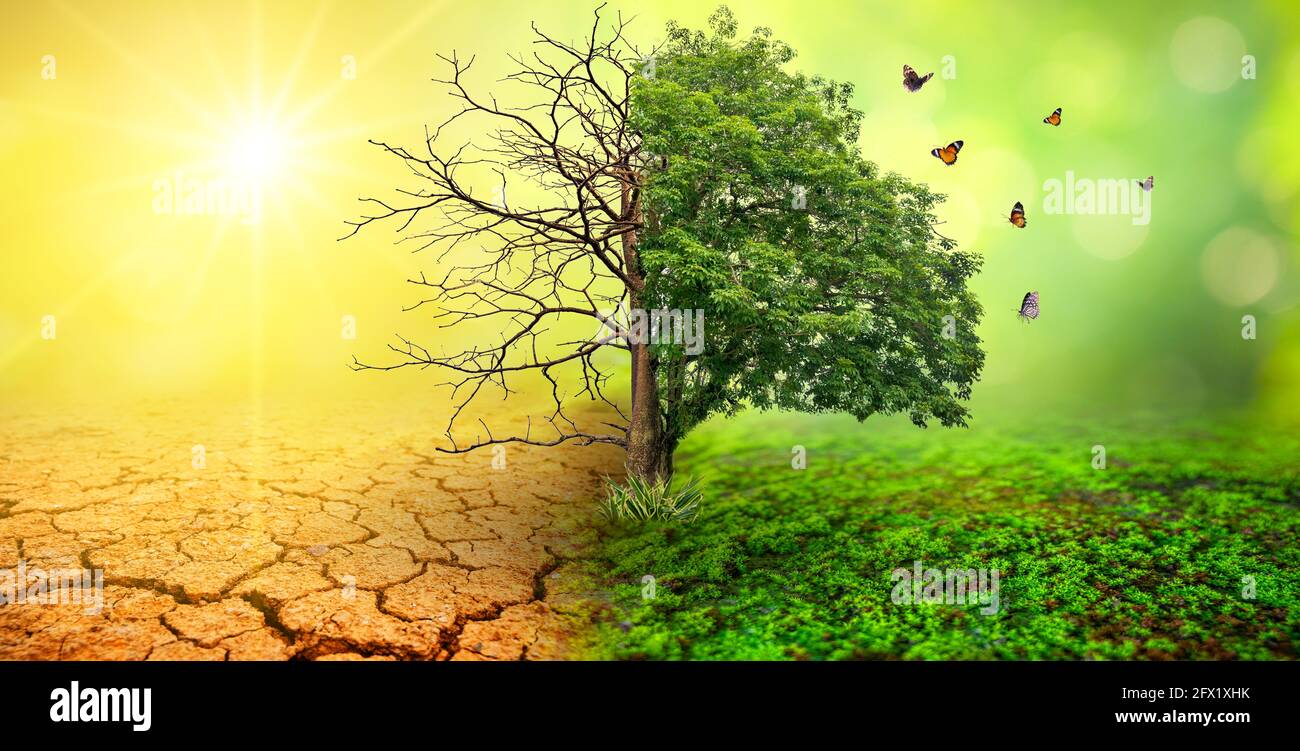 Arbre en deux avec des environnements très différents jour de la Terre ou Journée mondiale de l'environnement réchauffement et pollution de la planète Banque D'Images