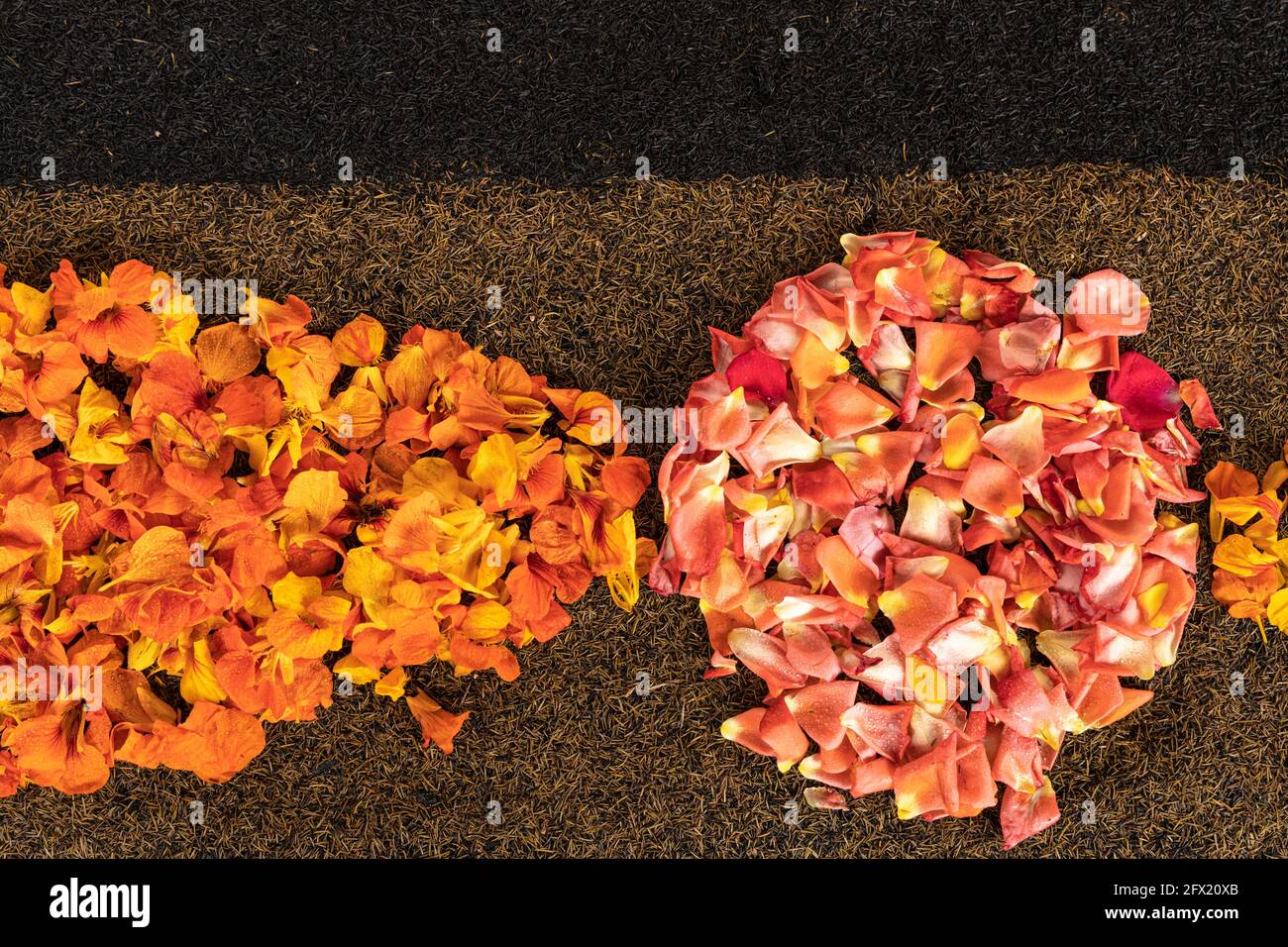 La Orotava, Ténérife, îles Canaries. 15 mai 2021. L'Asociacion de Alfompicas, Association des fabricants de tapis, qui fabrique traditionnellement des tapis de fleurs Banque D'Images