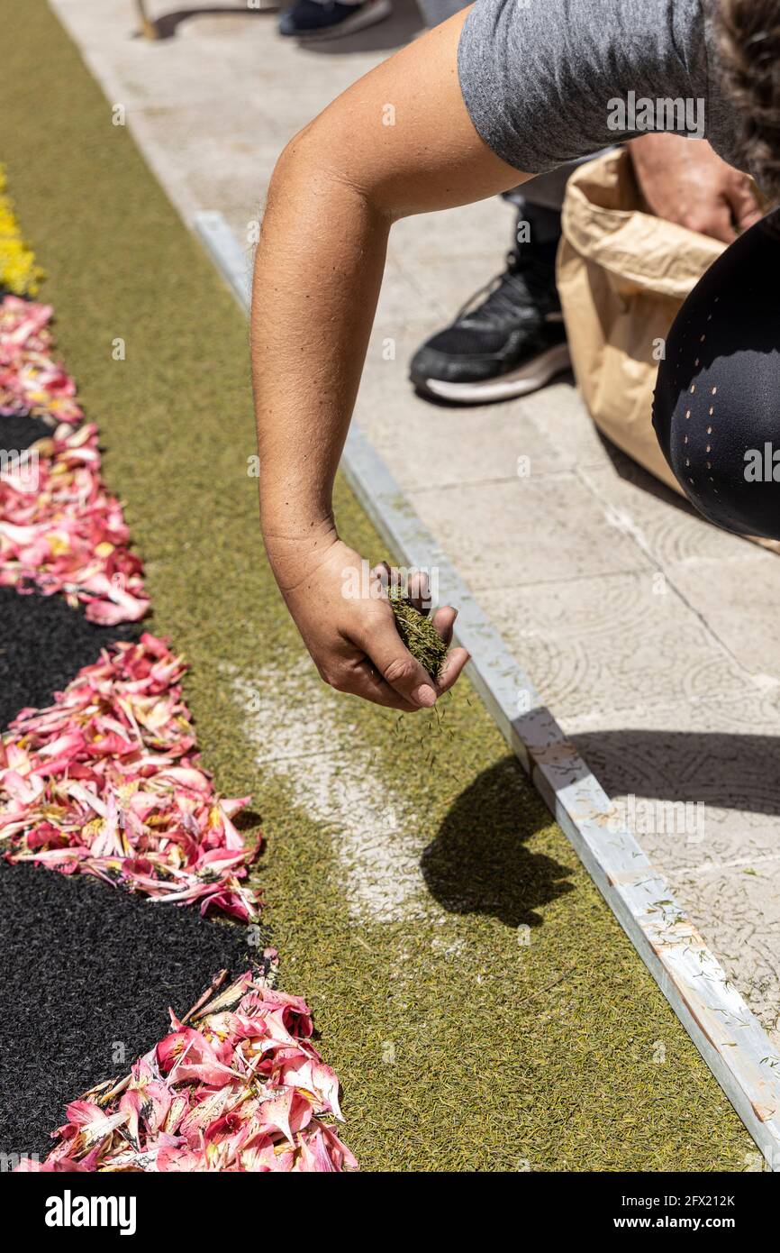 La Orotava, Ténérife, îles Canaries. 15 mai 2021. L'Asociacion de Alfompicas, Association des fabricants de tapis, qui fabrique traditionnellement des tapis de fleurs Banque D'Images