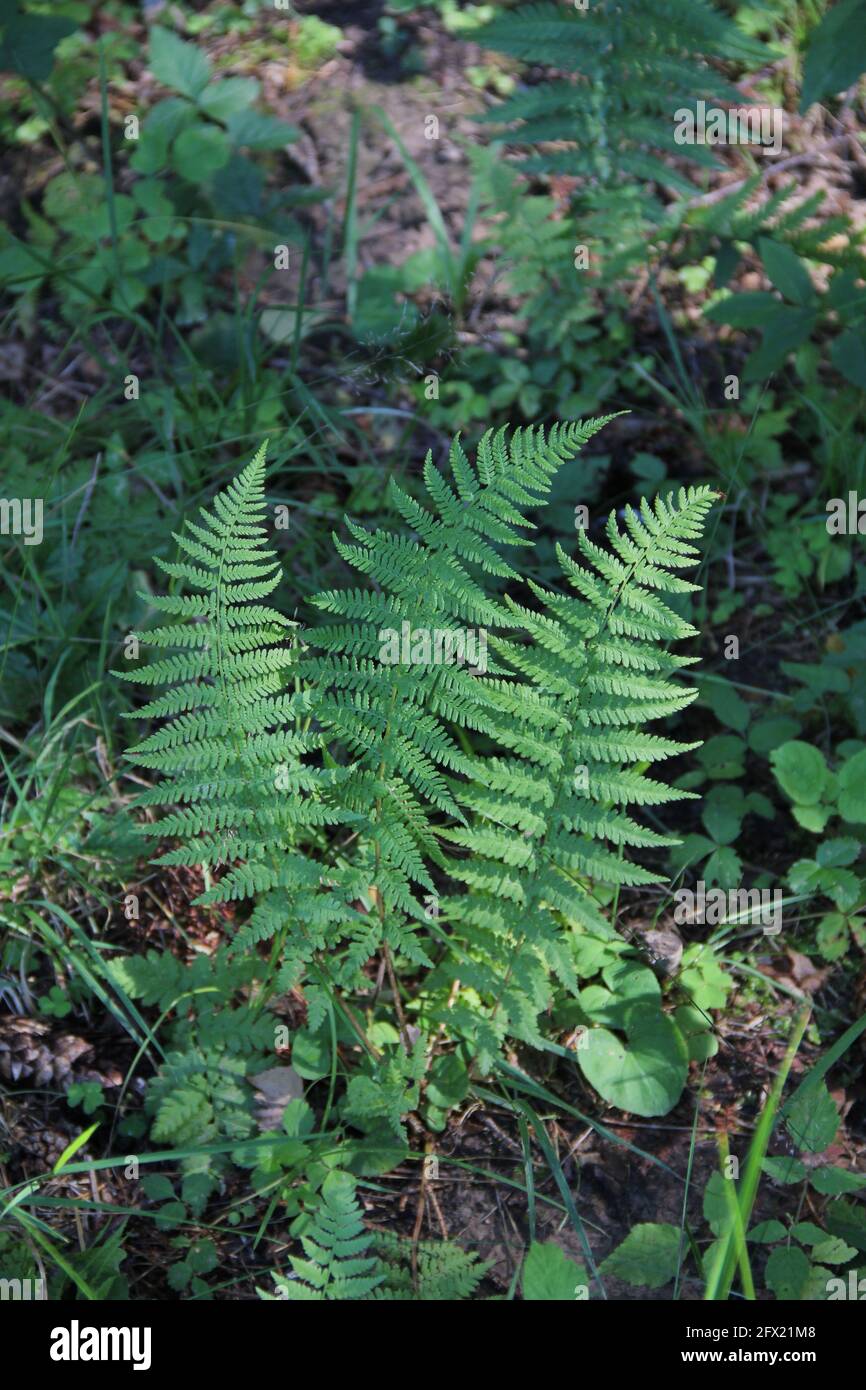Feuilles de fougères vertes dans la forêt avec la nature floue Contexte en été en Lituanie Banque D'Images