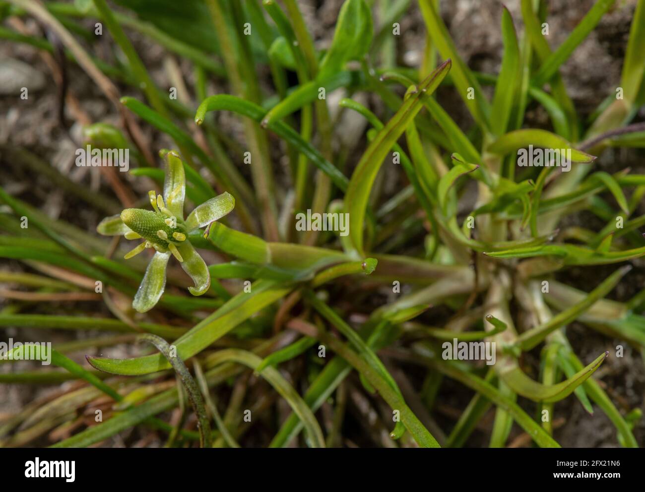 Mousetail, Myosurus minimus, en fleur dans la ferme boueuse porte, Hampshire. Banque D'Images