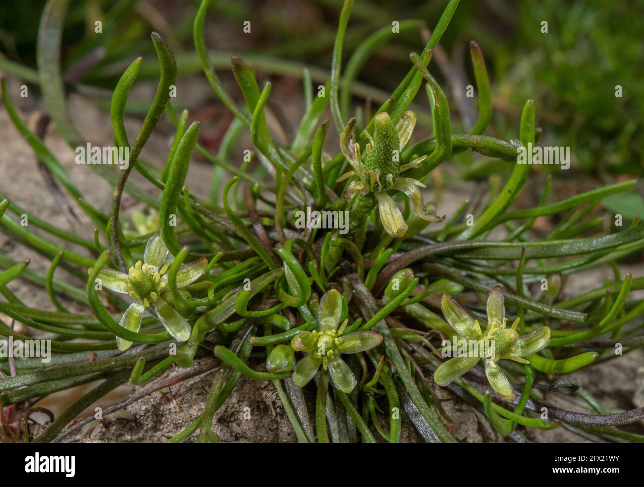 Mousetail, Myosurus minimus, en fleur dans la ferme boueuse porte, Hampshire. Banque D'Images